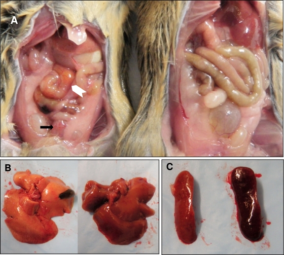 FIG. 3.