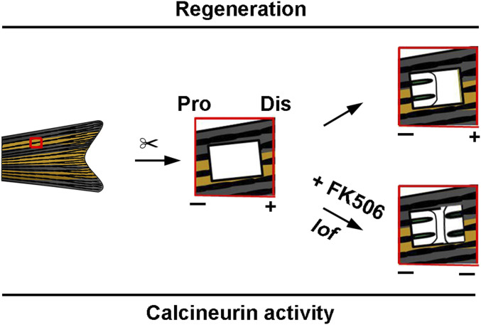 Fig. 7.