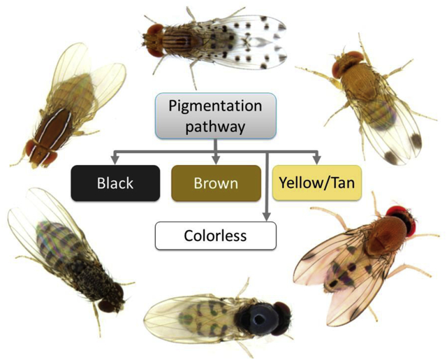 graphic file with name nihms-1668766-f0001.jpg