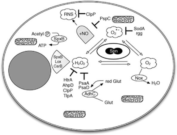 Fig. 2