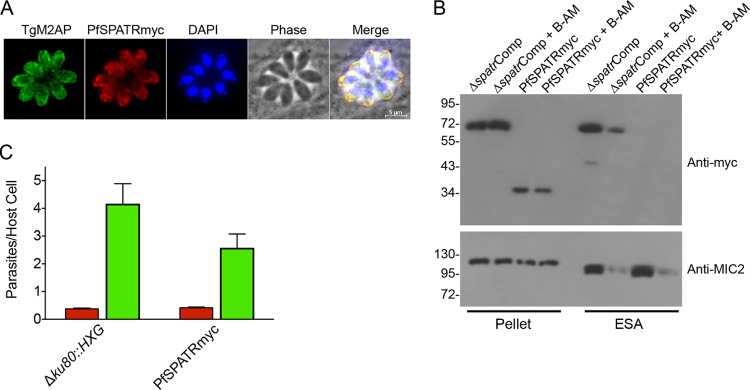 FIG 6