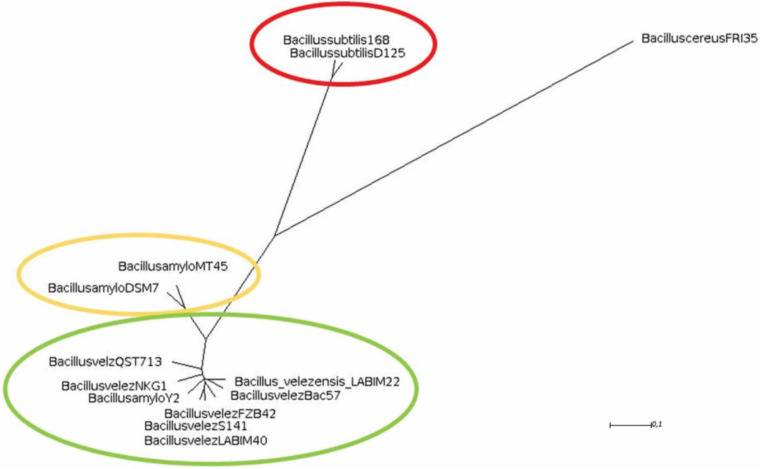 FIGURE 1