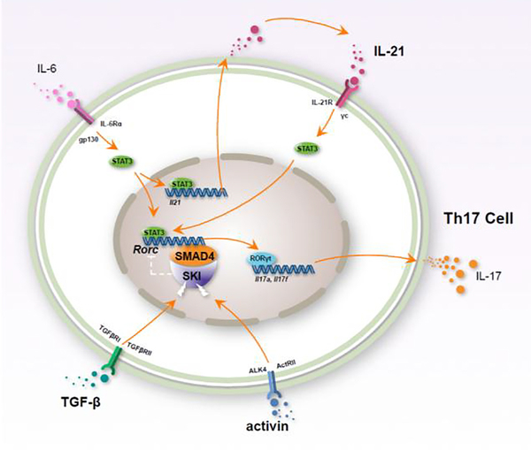 Figure 7.