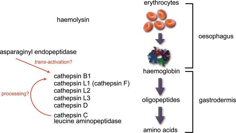 Fig. 1