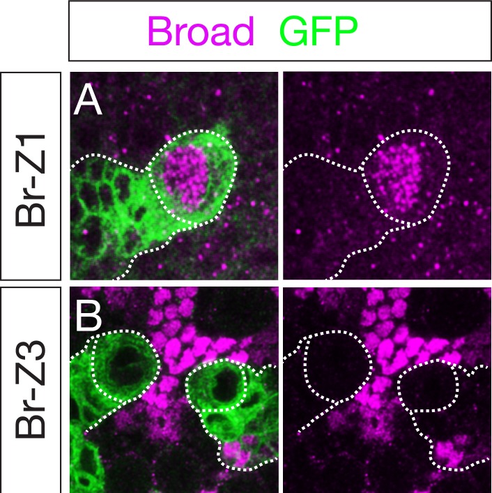 Figure 1—figure supplement 2.