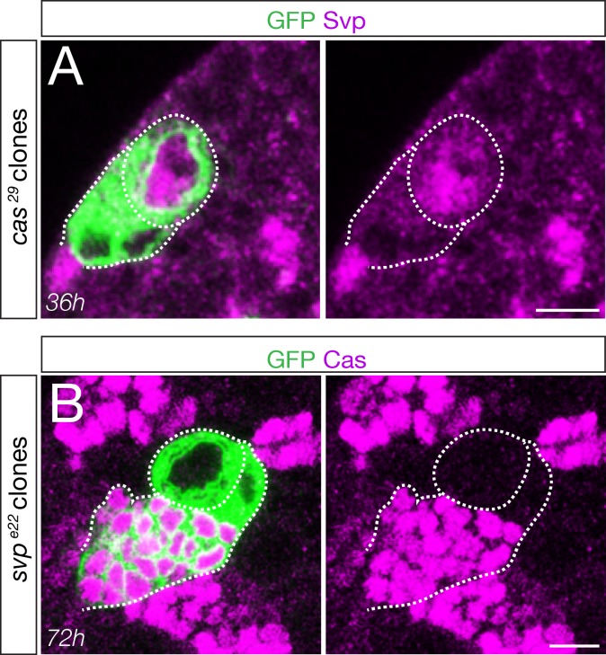 Figure 5—figure supplement 1.