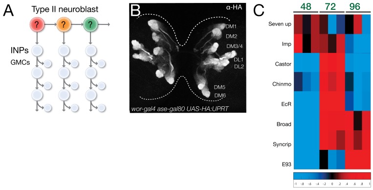 Figure 1—figure supplement 1.