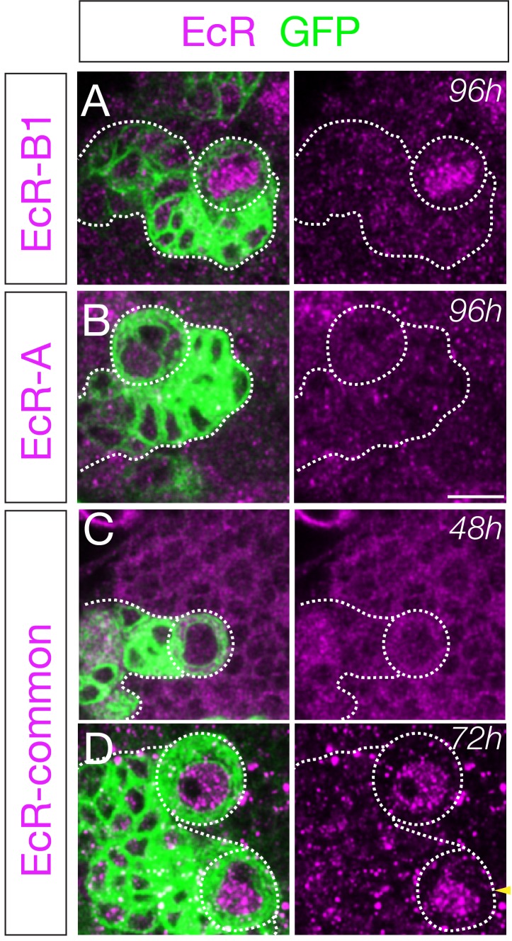 Figure 4—figure supplement 1.