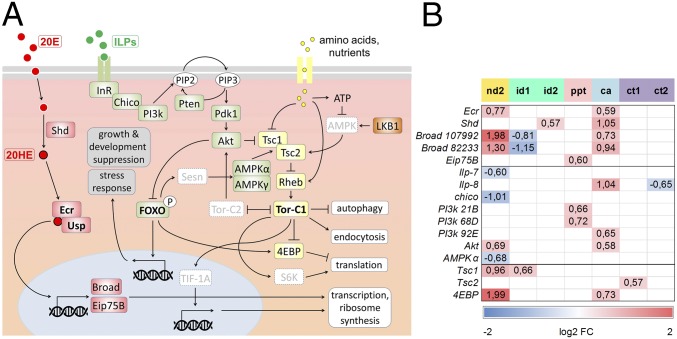 Fig. 3.