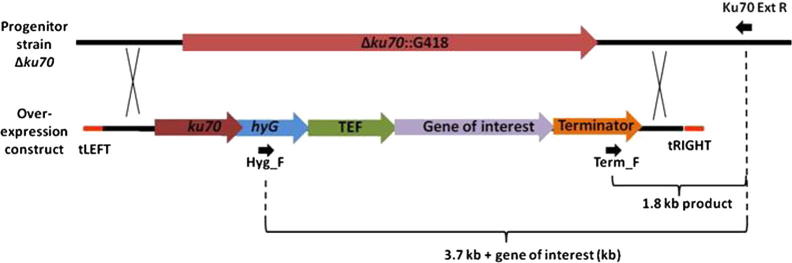 Fig. 1A