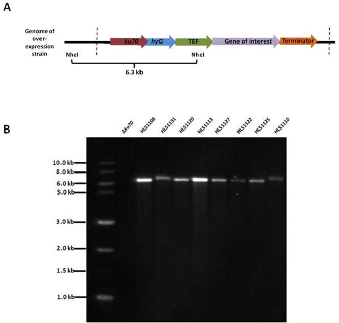 Supplementary Fig. S4