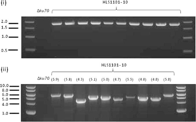 Fig. 1B