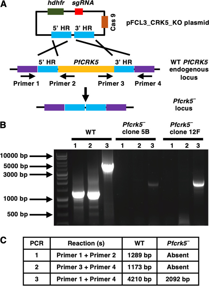 FIG 2