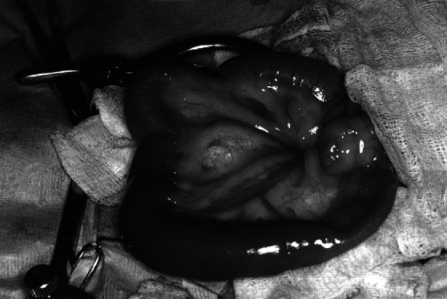 Fig 5.