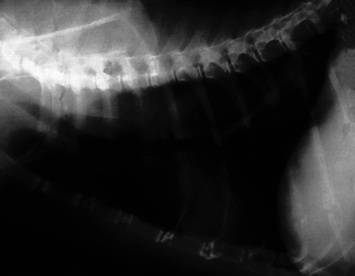 Fig 2.