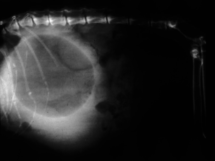 Fig 1.