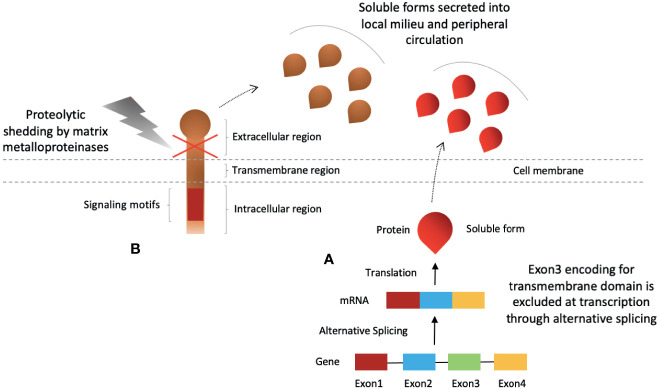 Figure 2