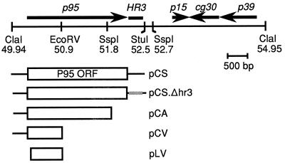 FIG. 1