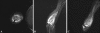 Fig. 3A–C