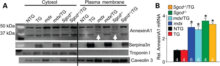 Figure 6.