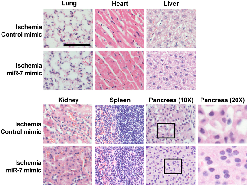 Fig. 6: