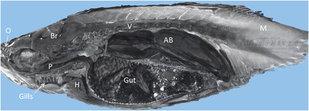 Figure 6.