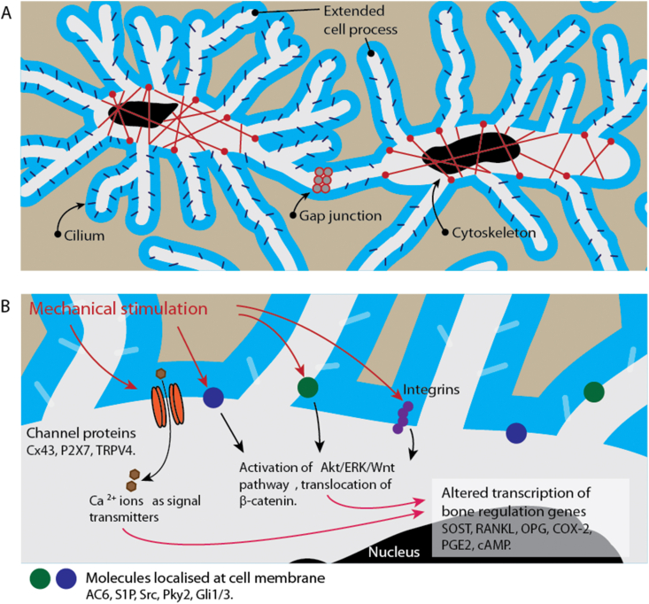 Figure 2