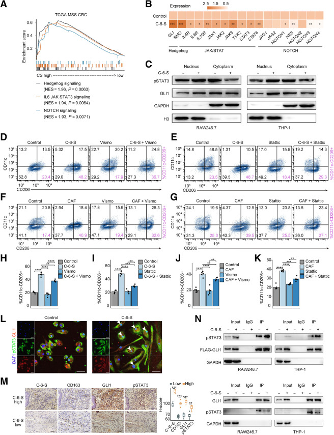 Figure 5. CAF-derived C-6-S educates M2 macrophages via coactivating JAK/STAT3 and Hedgehog pathways. A, Patients with TCGA MSS colorectal cancer were grouped by the median ssGSEA score of CS metabolism pathway. The enrichment of Hedgehog, JAK/STAT3, and NOTCH pathways by GESA are shown. B, The mRNA expression of marker genes in Hedgehog, JAK/STAT3, and NOTCH pathway of PMA-induced THP-1 following 24 hours of C-6-S treatment. C, The expression of transcription factors of the JAK/STAT pathway (pSTAT3) and Hedgehog pathway (GLI1) detected by WB. RAW264.7 and THP-1 cells were cocultured with C-6-S for 24 hours, and the nucleus and cytoplasm were separated. D–K, Flow cytometry detected the expression of CD11c and CD206 in mouse PMs with or without C-6-S, CAFs, Vismodegib, and Stattic. The proportions of M2-type macrophage were calculated (D–G). Bar graphs of the summary data are shown (H–K). L, Expression and intracellular localization of GLI1 and pSTAT3 in mouse BMDMs with or without C-6-S treatment. Nuclei are shown in blue (DAPI), pSTAT3 is in green, and GIL1 is in red. Scale bar: 50 μm. M, IHC images demonstrating staining intensity of CD163, GIL1, and pSTAT3 in C-6-S+ IM high and low patients (n = 10). Statistical data are shown in the right. Scale bar: 50 μm. N, Co-IP assay detecting the protein–protein binding of p-STAT3 and GLI1. Top, FLAG-GLI1 antibody coprecipitating p-STAT3. Bottom, p-STAT3 antibody coprecipitating GLI1. Input, protein expression in cell lysates detected by WB. IgG, negative control. IP, expression of compound coprecipitated by FLAG-GLI1 or p-STAT3 antibody. Statistics were calculated with 4 (H and I) or 5 (J and K) samples. Student t test was performed in B, H–K, and M. Data are presented as mean ± SD. ****, P < 0.0001; ***, P < 0.001; **, P < 0.01; *, P < 0.05; ns, P > 0.05.