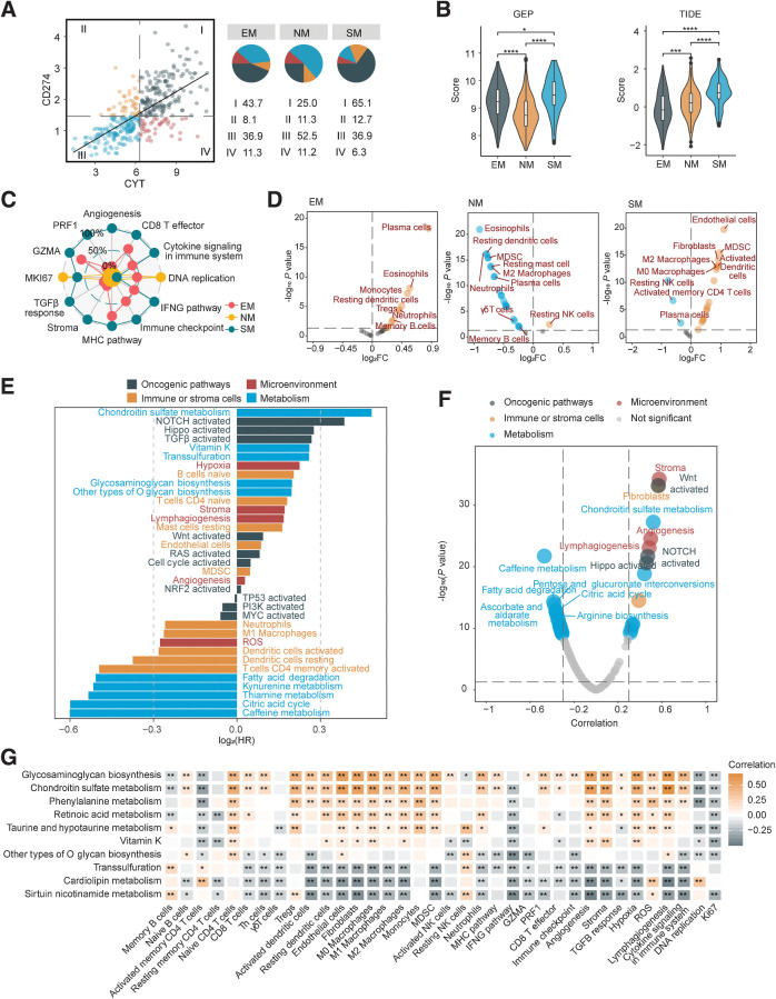 Figure 2. Chondroitin sulfate metabolism and immune microenvironment crosstalk in MSS colorectal cancer SM subtype. A, Classification of patients with TCGA MSS colorectal cancer based on median CYT score and CD274 (PD-L1) expression (log2 (TPM+1)). The proportions (%) of the four groups in each metabolic subtype were shown on the right. I, CYT-high, CD274-high; II, CYT-low, CD274-high; III, CYT-low, CD274-low; IV, CYT-high, CD274-low. B, Violin plots presenting GEP (left) and TIDE (right) scores among metabolic subtypes. The Wilcoxon test was performed to assess significance. C, Radar chart presenting the ssGSEA score of immune regulatory factors. Scores were rescaled into 0%–100% with simple linear conversion. D, Differential analysis of infiltration scores of immune and TME cells (n = 25) between metabolic subtypes (SM vs. Others, NM vs. Others, EM vs. Others). E, Univariate Cox regression analysis for OS of metabolic pathways, including 25 TME cell types, 10 oncogenic pathways and 5 TME factors. F, Volcano plot, the X axis represents the Pearson correlation coefficient between factors and TIDE score. G, Top 10 metabolic pathways with highest HR in univariate Cox model for OS and their correlation with immune regulatory factors. ****, P < 0.0001; ***, P < 0.001; **, P < 0.01; *, P < 0.05; ns, P > 0.05.