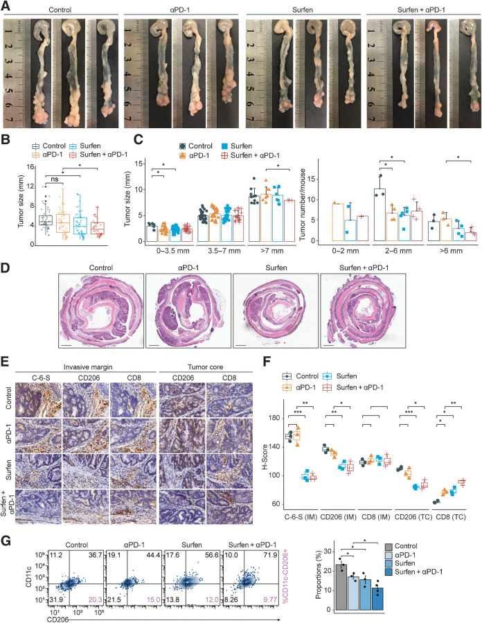 Figure 7. Targeting C-6-S combined with anti–PD-1 strategy in AOM/DSS-induced colorectal cancer model. Establishment of AOM/DSS-induced colorectal cancer model followed by 2-week drug therapeutic regimen (Control, anti–PD-1, Surfen, Surfen+anti–PD-1; n = 3–5 for each group). A, Representative images of colon from each group. B and C, Tumor size and number were compared between groups. D, H&E staining was applied to observe the pathologic state. Scale bar: 1 mm. IHC of C-6-S, CD206, and CD8 was performed (E), and H-score were compared in IM and TC region among groups (F). Scale bar: 100 μm. G, Macrophages isolated from each group were analyzed for CD11c−CD206+ M2 macrophages (n = 3–4 for each group). Statistics were calculated with three samples (F). Student t test was performed in B, C, F, and G. Data are presented as mean ± SD. ****, P < 0.0001; ***, P < 0.001; **, P < 0.01; *, P < 0.05; ns, P > 0.05.