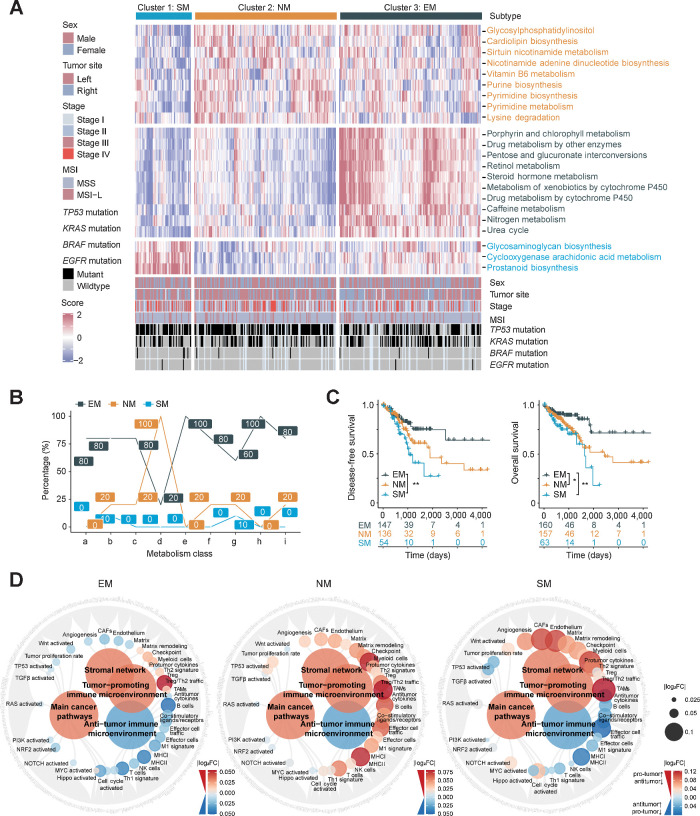 Figure 1. Comprehensive transcriptomic metabolism pathway-based clustering in MSS colorectal cancer. A, Metabolic pathway scores and unsupervised k-means clustering were performed in TCGA colorectal cancer cohort (n = 472). Patients with MSS colorectal cancer (n = 383) were filtered and three metabolic subtypes are shown with the specifically upregulated metabolic pathways. B, The proportions (%) of significantly upregulated pathways (log2 FC > 0, FDR < 0.05) in each metabolism categories among metabolic subtypes (a, Carbohydrate metabolism; b, Lipid metabolism; c, Amino acid metabolism; d, NM; e, EM; f, Metabolism of other amino acids; g, Glycan biosynthesis and metabolism; h, Xenobiotics biodegradation and metabolism; i, Metabolism of cofactors and vitamins). C, Kaplan–Meier plot showing DFS (left) and OS (right) among metabolic subtypes. P value was evaluated by log-rank test. D, Molecular function portrait (including oncogenic pathways, pro- and anti-TME factors and stromal network) based on ssGSEA score difference among subtypes (EM vs. Others, NM vs. Others, SM vs. Others). Antitumor effect is marked with blue and protumor factors with red, and the absolute value of log2 FC was shown with color and size changes. **, P < 0.01; *, P < 0.05.