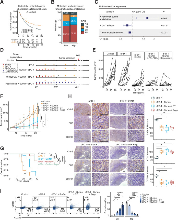 Figure 6. Blockade of C-6-S enhances the anti–PD-1 response of MSS colorectal cancer in vivo. A–C, The predictive value of CS metabolism pathway ssGSEA score for immunotherapy efficacy and patients' survival in urothelial cancer cohort from Mariathasan and colleagues (17). A, Kaplan–Meier survival curves for patients with high/low CS metabolism score. The optimal cutoff of continuous variables was defined by survminer R package. B, Bar plots presenting the ICIs response stratified by the median CS metabolism pathway score. C, Multivariate Cox logistic regression analysis with PR/CR and SD/PD as binary outcome. D, The in vivo experiment overview. Mice subcutaneous tumor model was established using CT26 colon cancer cell line. On day 7 after tumor implantation, the mice were randomized into five groups (control, anti–PD-1, Surfen+anti–PD-1, mFOLFOX6+Surfen+anti–PD-1, Regorafenib+Surfen+anti–PD-1, n = 11–13 for each group). E and F, Tumor growth curves on days 0–21 (E) and intergroup difference analysis on day 19 or 21 (F). G, The overall survival of mice in each group up to day 40. The endpoint was established at tumor volume ≥ 1,000 mm3. H, Subcutaneous tumor IHC of C-6-S, CD8, and CD206 in experimental groups on day 23. Statistical analyses are shown on the right. Scale bar: 200 μm. I, On day 23, macrophages isolated from each group were detected for M1 and M2-type markers by flow cytometry. CT, chemotherapy regimen, mFOLFOX6; Rego, Regorafenib. Statistics were calculated with three samples (H and I). Student t test was performed in F, H, and I. Log-rank test was performed in G. Data are presented as mean ± SD. ****, P < 0.0001; ***, P < 0.001; **, P < 0.01; *, P < 0.05; ns, P > 0.05.