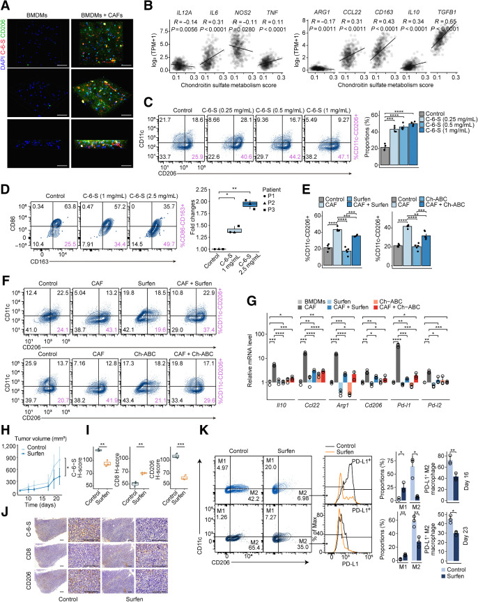 Figure 4. CAF-derived C-6-S induces M2 macrophage polarization and causes immune exclusion. A, IF staining showing C-6-S in ECM and CD206 in BMDMs colcultured with CAFs in a 3D system. Nuclei are shown in blue (DAPI), CD206 (M2-type marker) is in green, and C-6-S is in red. Scale bar: 50 μm. B, The correlation between CS metabolism ssGSEA scores and M1-type markers (left), M2-type markers (right) in TCGA MSS colorectal cancer cohort. Mouse PMs (C) and human colorectal cancer TAMs (D) were treated with various concentrations of C-6-S. Flow cytometry detected the CD11c−CD206+ or CD86−CD163+ M2 macrophages. Bar graphs or boxplot show the summarized data. Student t test was used to calculate P values. Mouse PMs with or without CAF cocultivation and CS antagonists (Surfen and Ch-ABC) were detected with flow cytometry (E and F) and BMDMs were detected with qPCR (G). H–K, CT26 tumor–bearing mice were randomized to control or Surfen group (n = 5 for each group). Tumor growth curves from day 0–21, and P value by Student t test on day 21 (H). Representative IHC images of C-6-S, CD8, and CD206 in each group on day 16 (J), along with statistical plots (I). Scale bar: 200 μm. On day 16 (top) and day 23 (bottom), macrophages isolated from each group were analyzed for CD11c, CD206, and PD-L1 expression, and the M1/M2 type and PD-L1+ proportions were summarized (K). Statistics were calculated with 3 (D and G), 4 (C), or 5 (E) samples. Student t test was performed in C–E, G, I, and K. Data are presented as mean ± SD. ****, P < 0.0001; ***, P < 0.001; **, P < 0.01; *, P < 0.05; ns, P > 0.05.