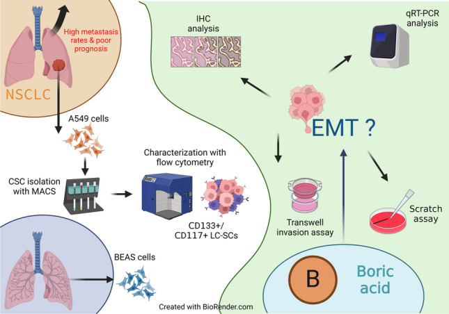 graphic file with name 210_2024_3062_Figa_HTML.jpg