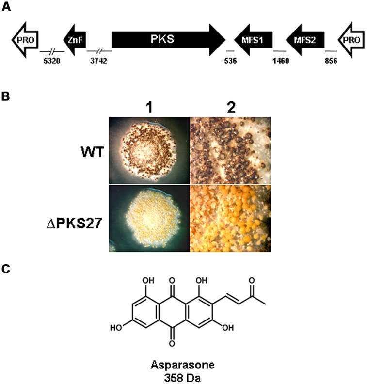 FIGURE 3