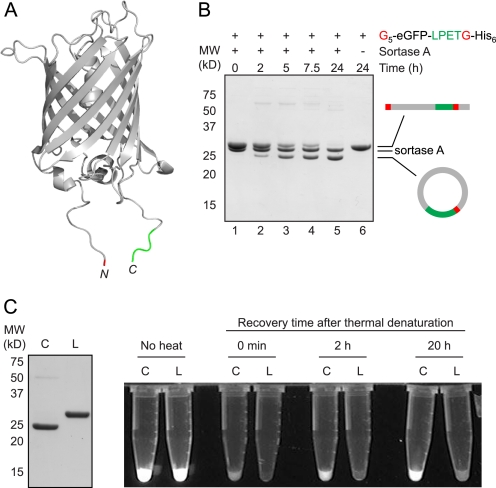 FIGURE 4.