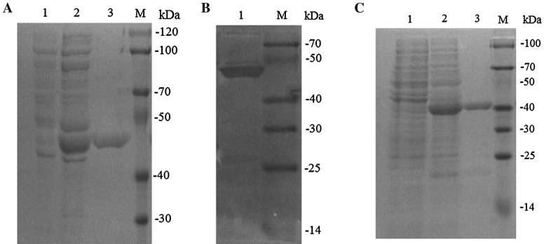 Figure 3