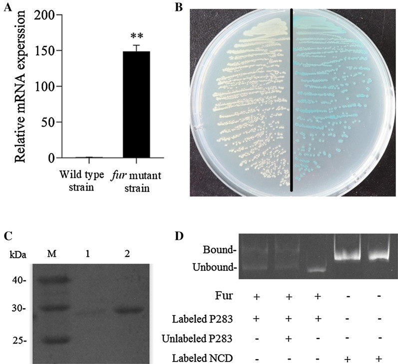 Figure 12