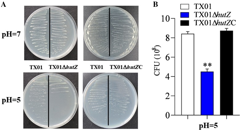 Figure 5