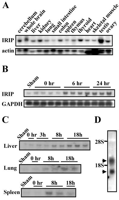 FIG. 5.