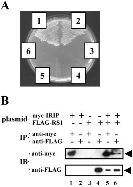 FIG. 8.