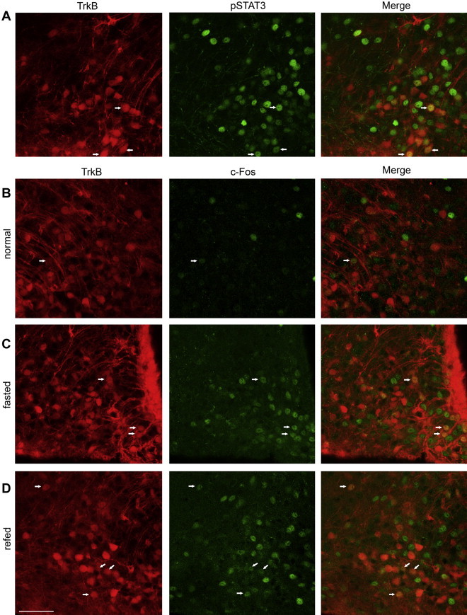 Figure 3