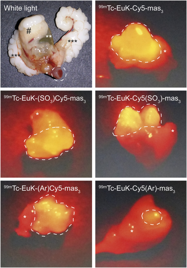 FIGURE 4.