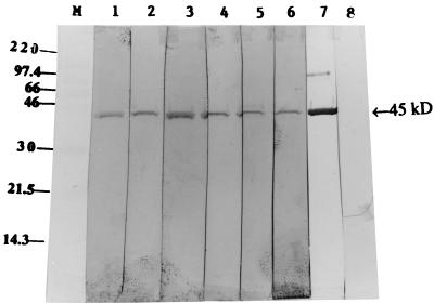 FIG. 7