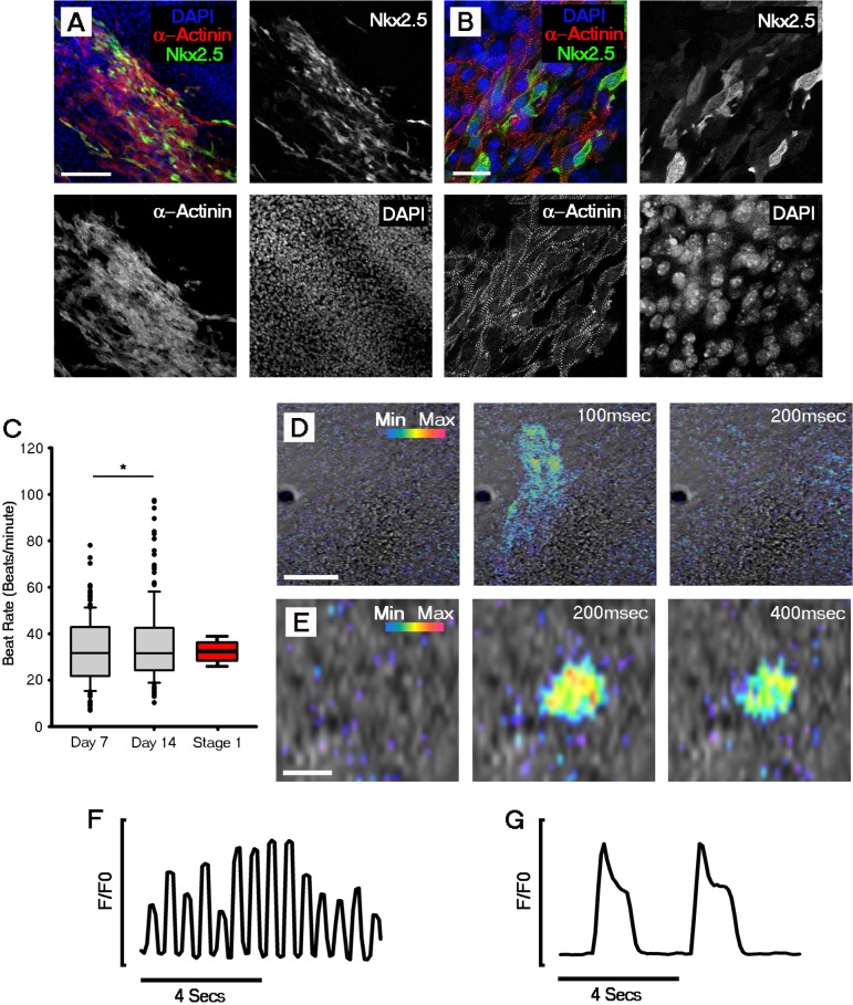 Figure 2—figure supplement 3.