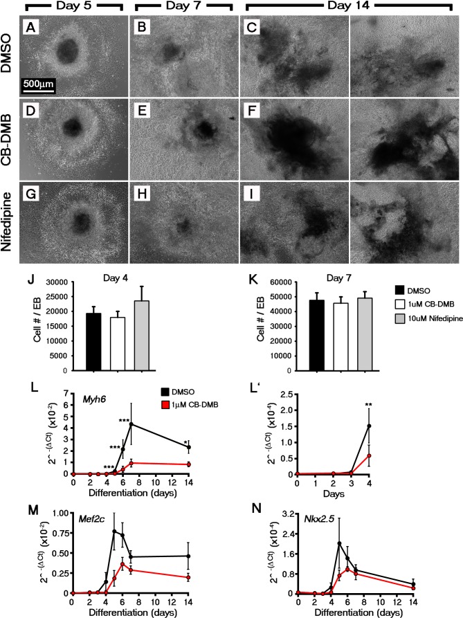 Figure 5—figure supplement 1.