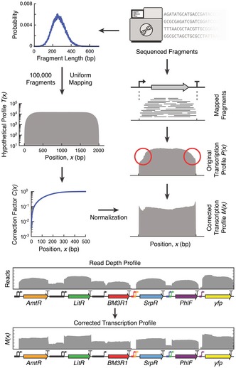 Box 1: Generation of transcription profiles for part characterization