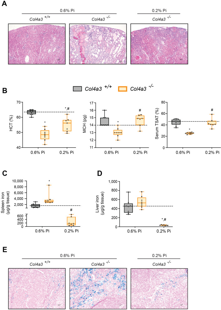 Figure 4—figure supplement 1.