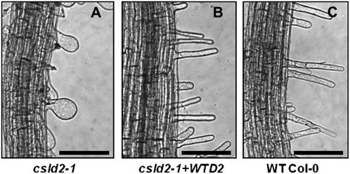 Figure 7.