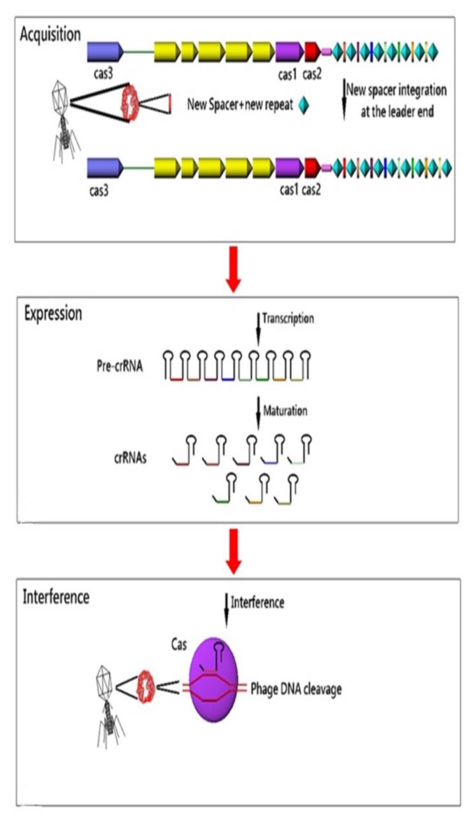 Fig. (3)